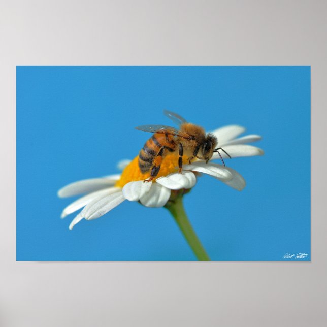 Kära Bee Poster (Framsidan)