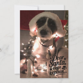 Kära tomte jag kan förklara (hund) kort