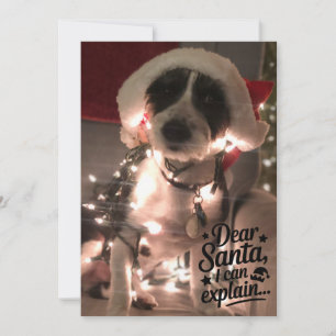 Kära tomte jag kan förklara (hund) kort