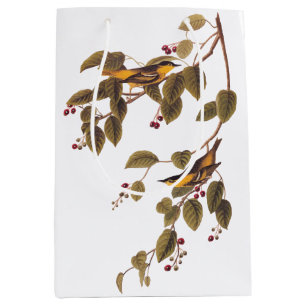 Karbonad Warbler Audubon Bird