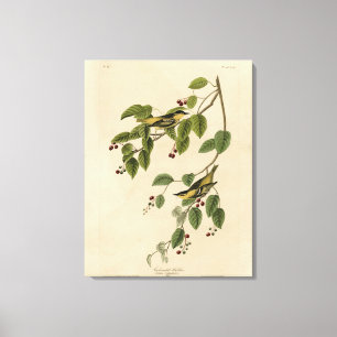 Karbonad Warbler från Audubon's Birds of America Canvastryck