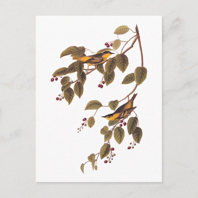 Karbonat Warbler Audubon Bird Postcard Vykort (Framsida)