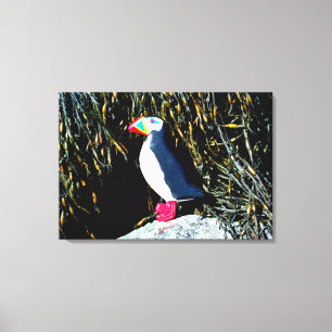 kardad atlantisk puffin-omslagen duva canvastryck