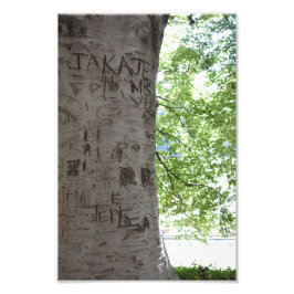 Kardad i naturfoto i Träd Central Park Fototryck