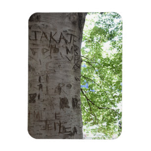 Kardad i naturfoto i Träd Central Park Magnet
