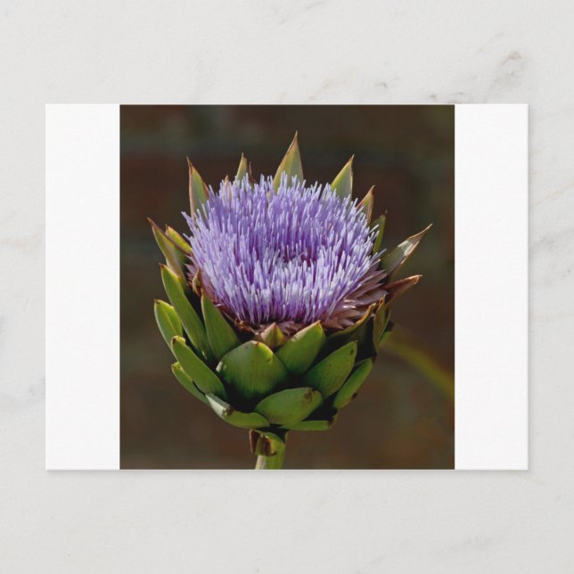 Kardborre, Cynara Cardunculus, i blomning. Vykort (Framsida)