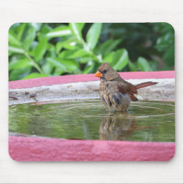 Kardinal av honkön i Birdbadet Musmatta