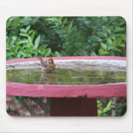 Kardinal av honkön i fågelbadet musmatta