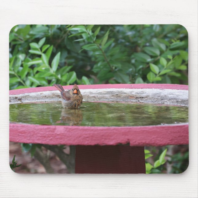 Kardinal av honkön i fågelbadet musmatta (Framsidan)