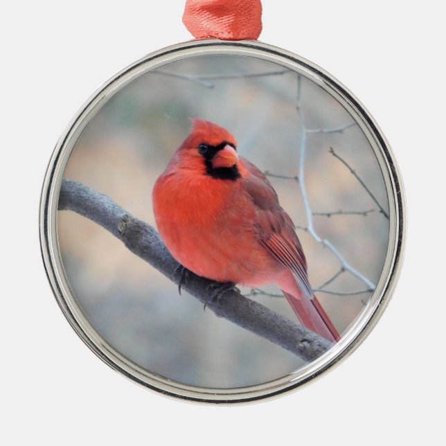Kardinal Bäck Anpassningsbar Ornament (Framsidan)