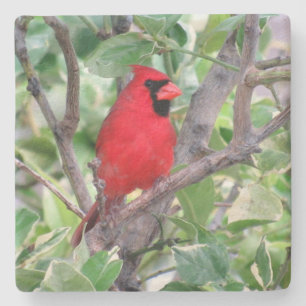 Kardinal - Backyard Bird Series -   Underlägg