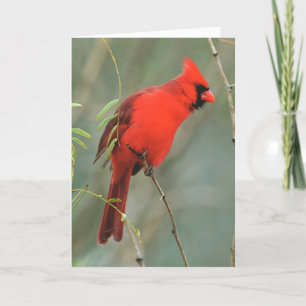 Kardinal Bird Photo Kort
