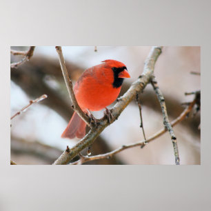 Kardinal Bird Poster