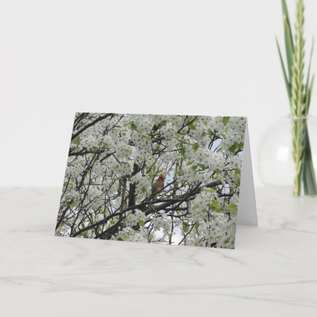 Kardinal bland vitblommar kort (Framsida)