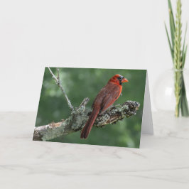 Kardinal Blank Notecard Tack Kort