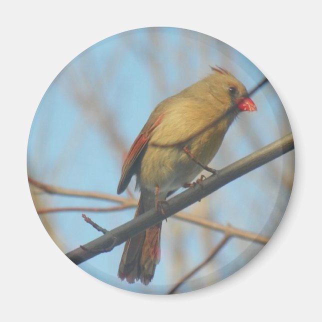 Kardinal/fåglar av honkön magnet (Framsidan)