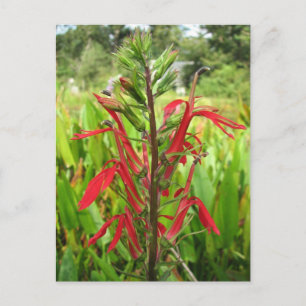 Kardinal Flower, Lobelia cardinalis Vykort