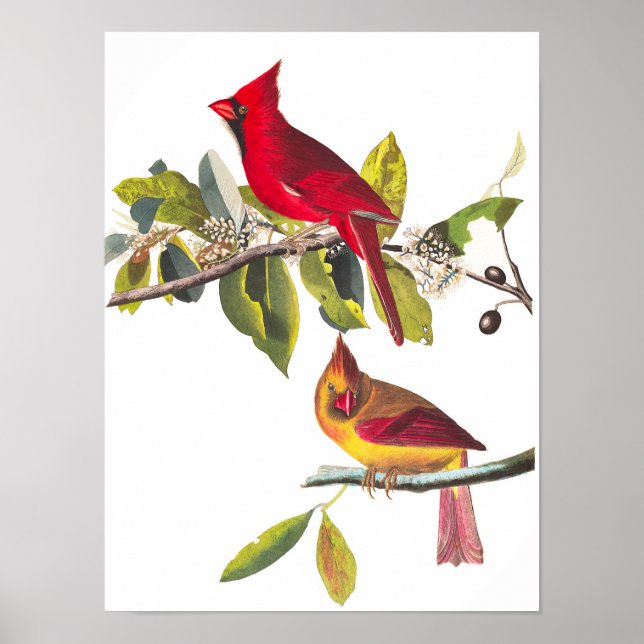 Kardinal Grosbeak av John James Audubon Poster (Framsidan)