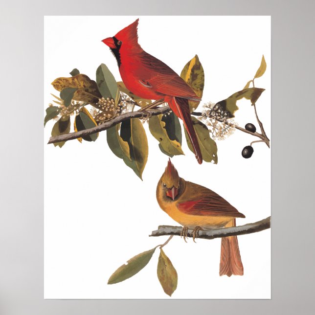 Kardinal Grosbeak Birds in Vild Almond Träd Poster (Framsidan)