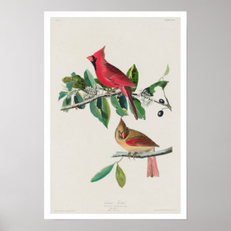 Kardinal Grosbeak by Audubon Poster