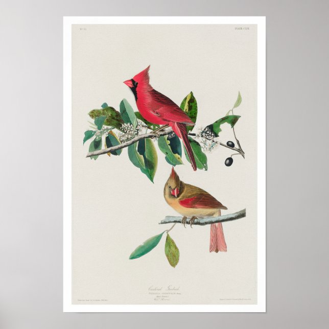 Kardinal Grosbeak by Audubon Poster (Framsidan)