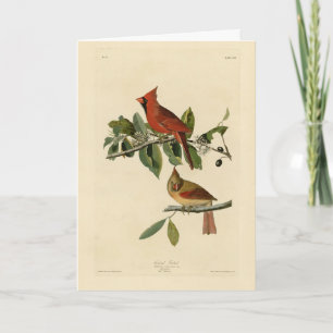 Kardinal Grosbeak från Audubon's Birds of America Kort