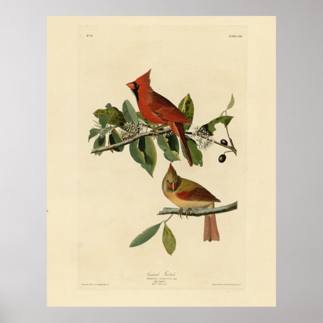 Kardinal Grosbeak från Audubon's Birds of America Poster (Framsidan)