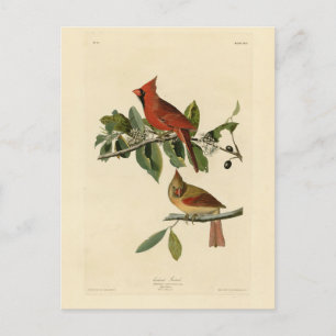 Kardinal Grosbeak från Audubon's Birds of America Vykort