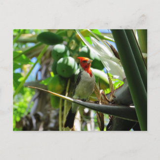 Kardinal Hawaii Bird of Paradise Coconuts Vykort