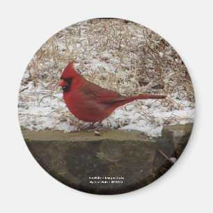 Kardinal Hett Vår Nat. Park Mountain AR Gifts Magnet