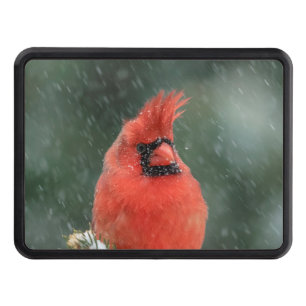 Kardinal i gräs träd under stormen snö dragkroksskydd