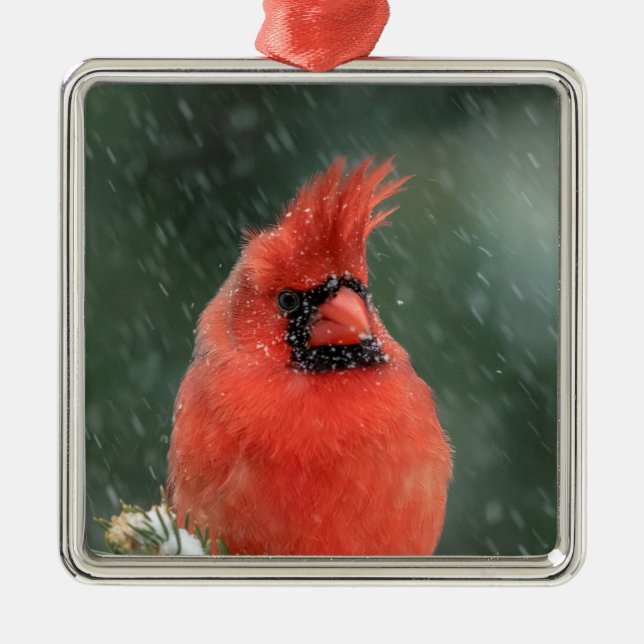 Kardinal i gräs träd under stormen snö julgransprydnad metall (Framsidan)