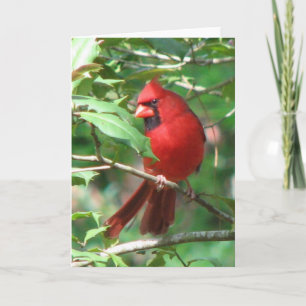 Kardinal i Holly Card Helgkort