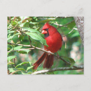 Kardinal i Holly Postcard Vykort
