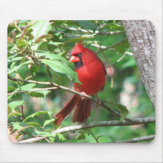 Kardinal i järnek musmatta