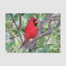 Kardinal i Lemon Träd - Vävnadspapper