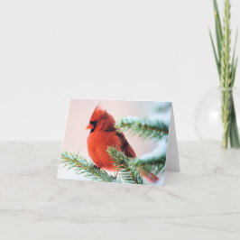 Kardinal i snö dammad av gran helgkort