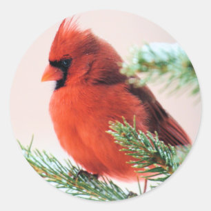 Kardinal i Snö Dusted Fir Runt Klistermärke