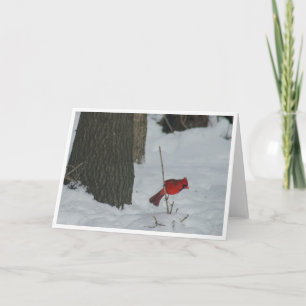 Kardinal i Snö Kort