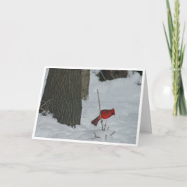 Kardinal i Snö Kort
