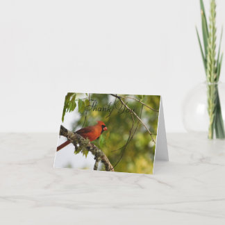 Kardinal i Vår FL Tack Kort