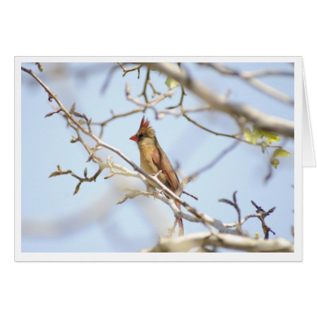 Kardinal i vår hälsningskort (Framsidan Horizontal)