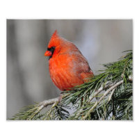 Kardinal Male Bird - Skriv ut foto