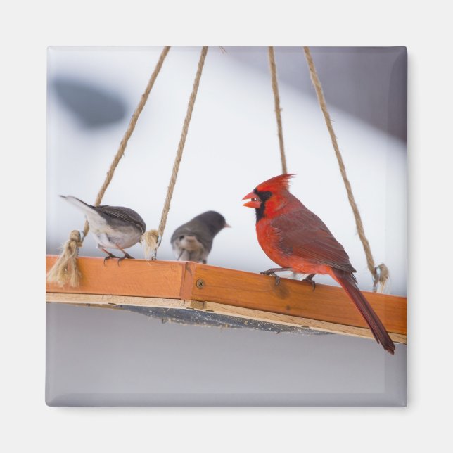 Kardinal och Juncos Magnet (Framsidan)