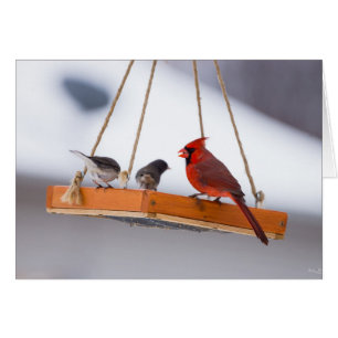Kardinal och Juncos OBS Kort