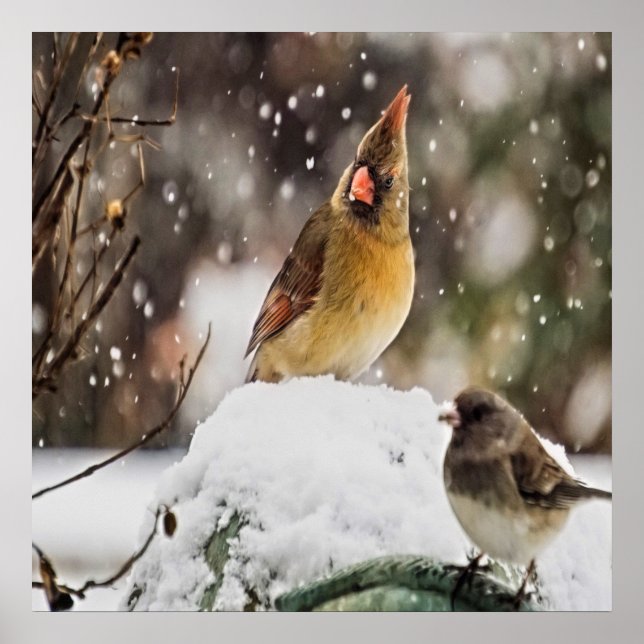Kardinal och Sparrow i Snö Poster (Framsidan)