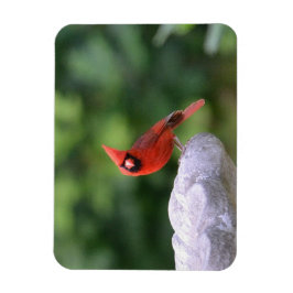 Kardinal på Birdbadet Magnet