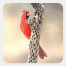 Kardinal på ett chokladrib fyrkantigt klistermärke