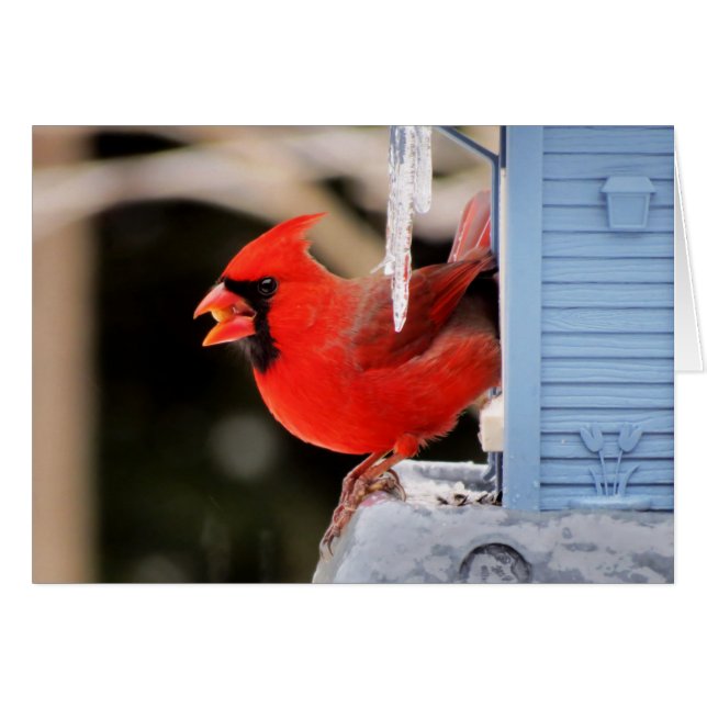 Kardinal på is - fågel hälsningskort (Framsidan Horizontal)