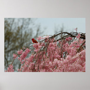 Kardinal på ovansidan av ett sovande Cherry Träd Poster